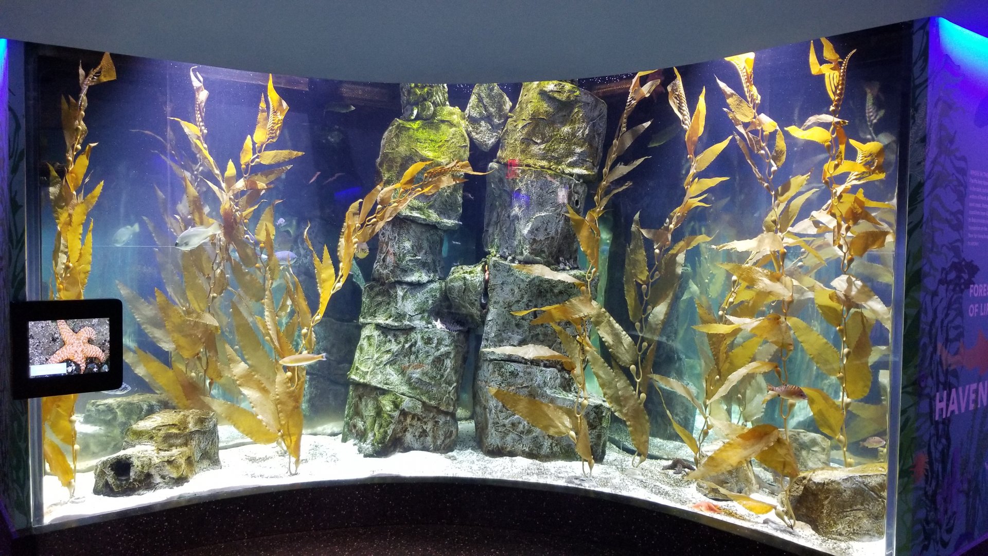 Staten Island Zoo - Pacific kelp forest tank