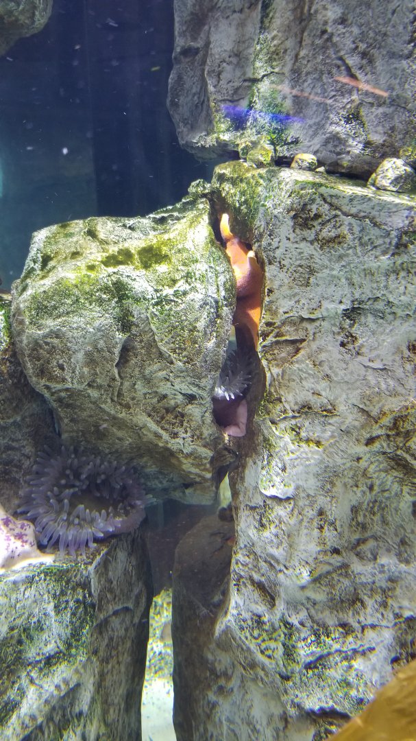 Staten Island Zoo - painted anemone, bat star