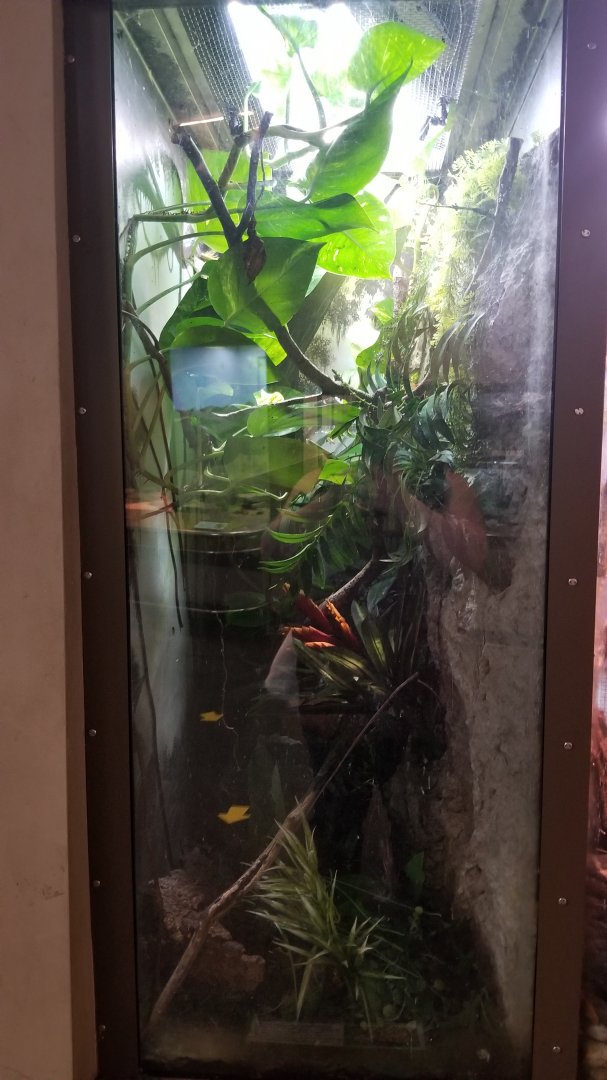 Staten Island Zoo - Panamanian golden frog (unsigned green and black poison dart frog)