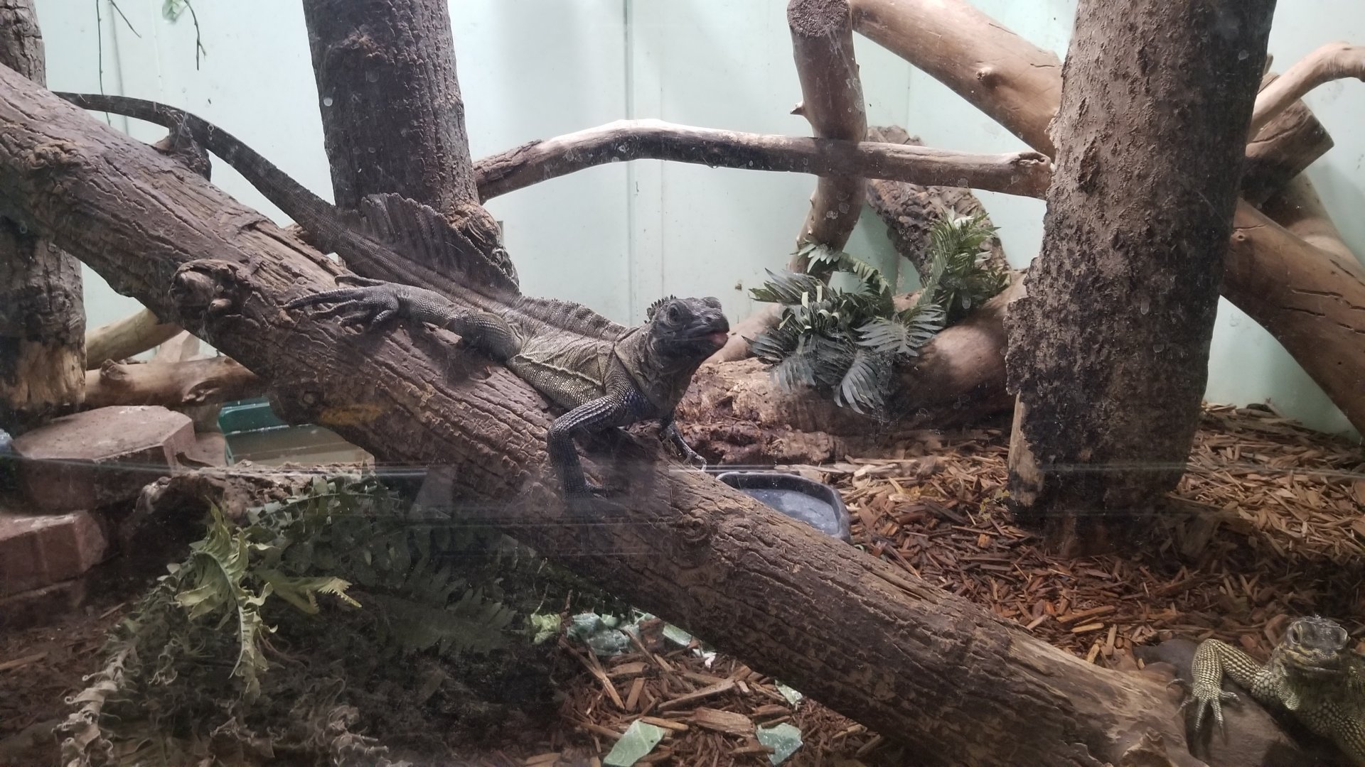 Staten Island Zoo - Philippine sailfin lizards