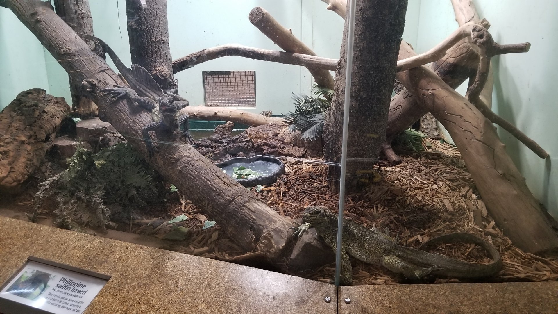 Staten Island Zoo - Philippine sailfin lizards