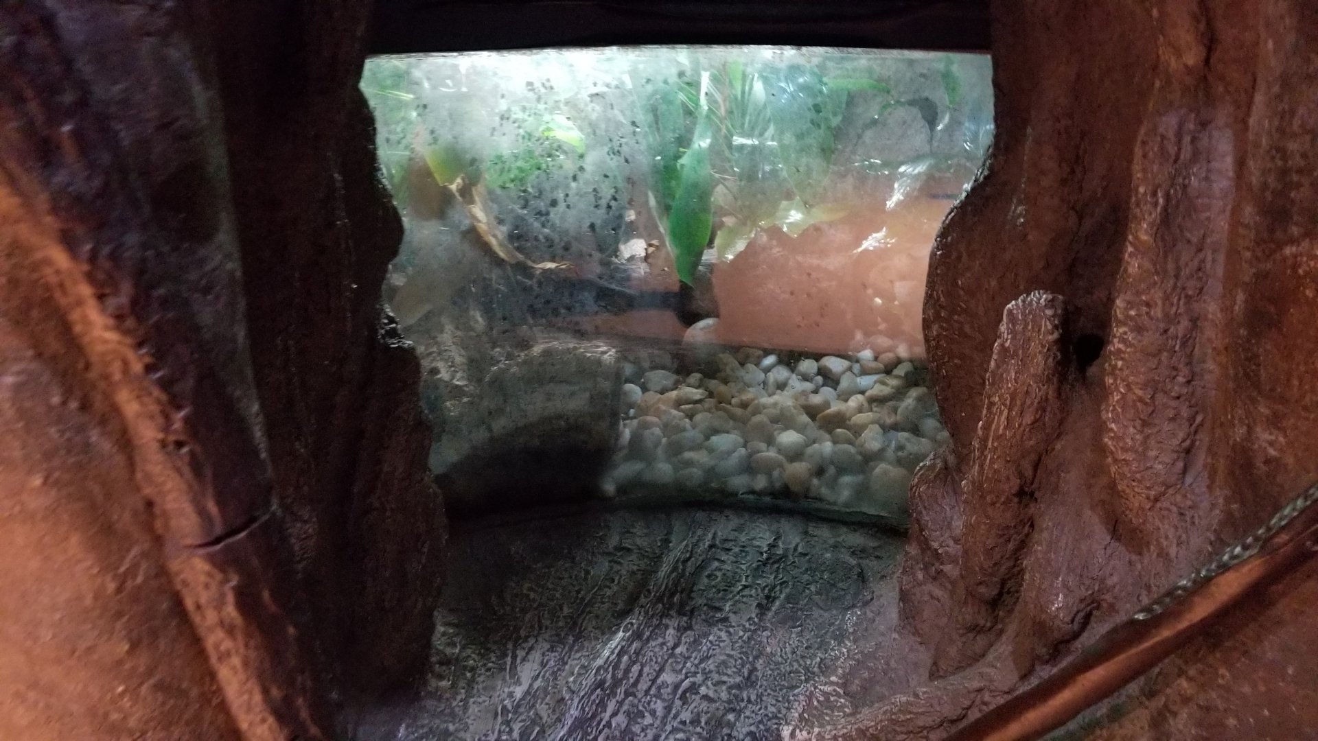 Staten Island Zoo - Poison dart frogs