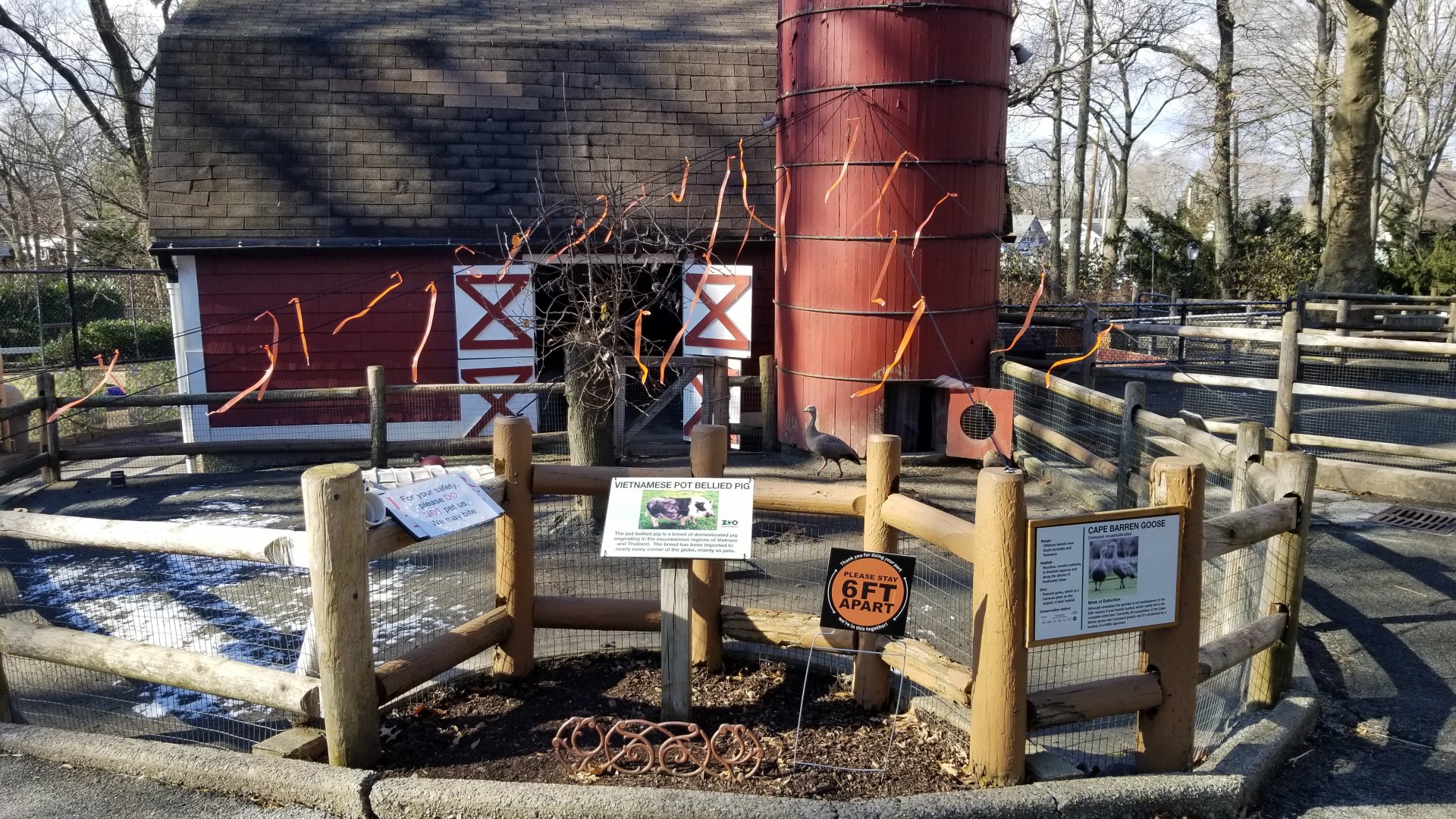 Staten Island Zoo - Pot-bellied pig, cape barren goose
