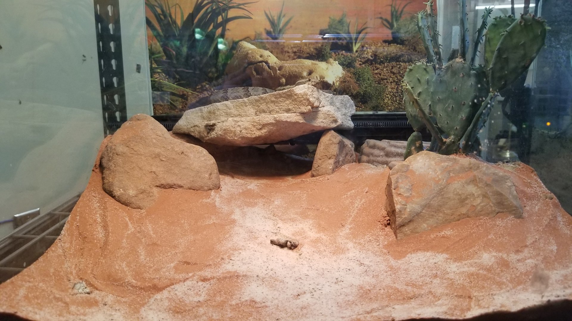 Staten Island Zoo - Querétaro dusky rattlesnake