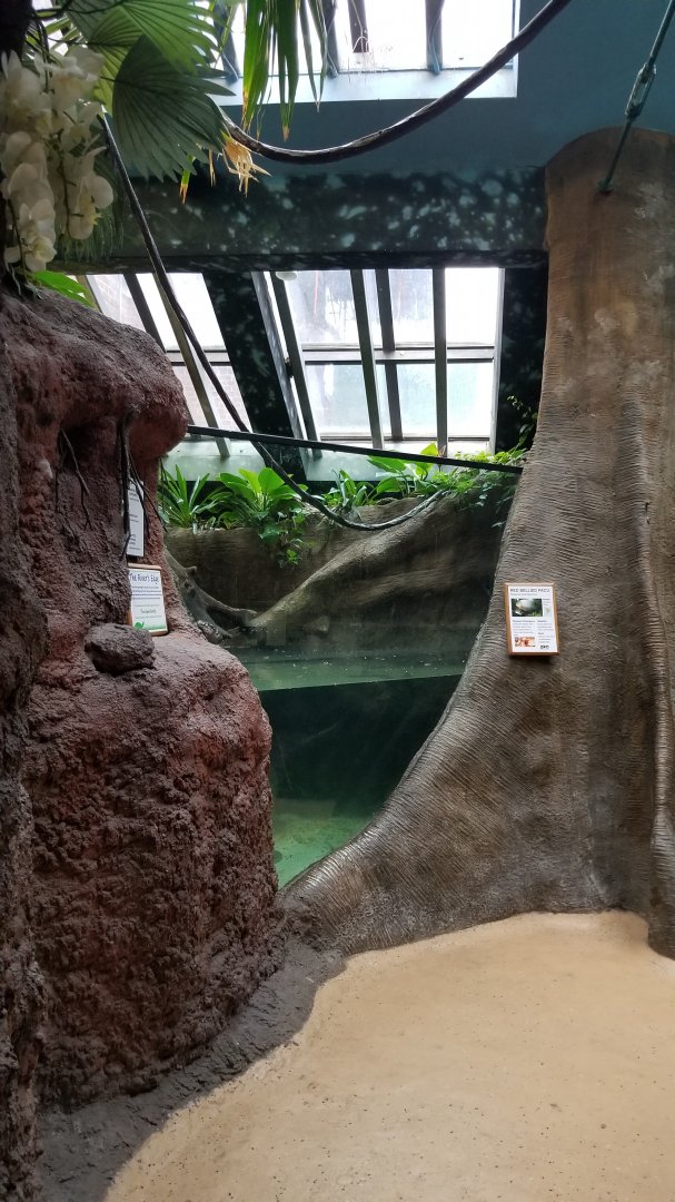 Staten Island Zoo - Red-bellied pacu, silver gar, spotted raphael catfish, banded leporinus