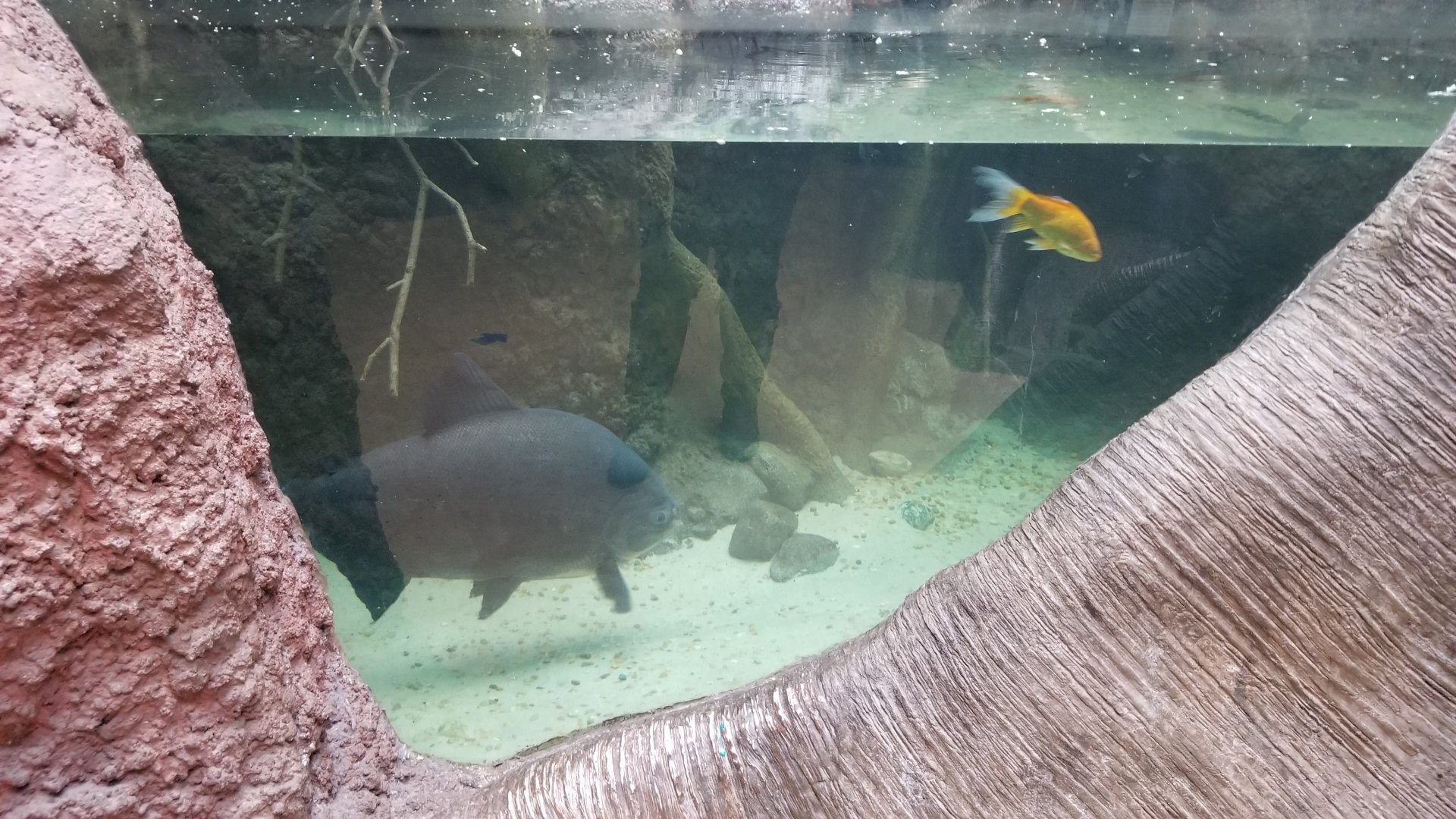 Staten Island Zoo - Red-bellied pacu, unknown fish