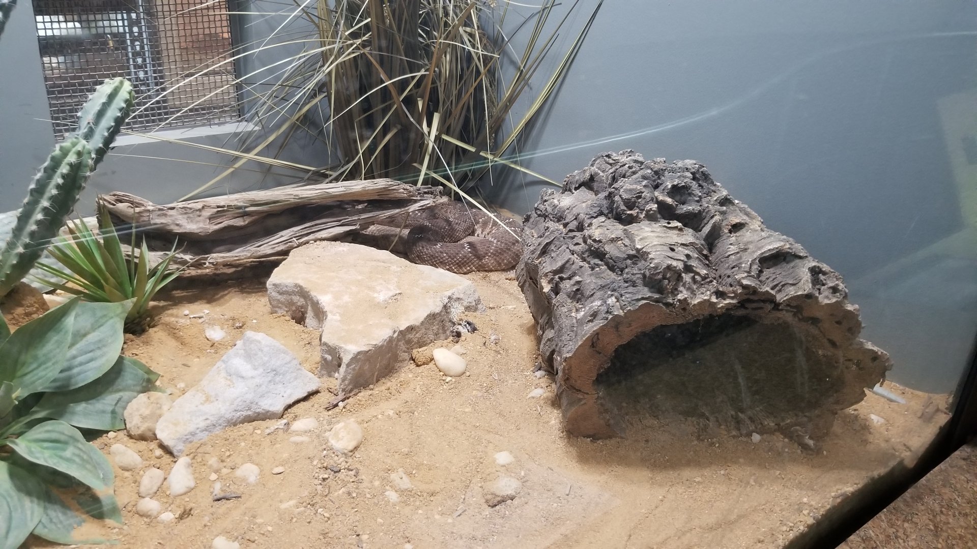 Staten Island Zoo - Red diamond rattlesnake