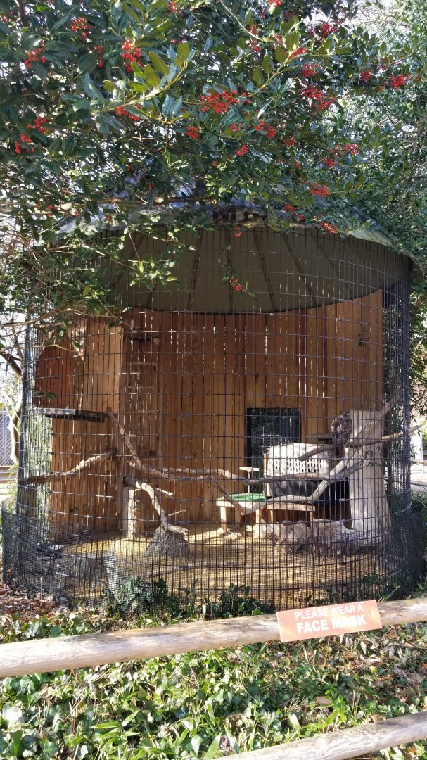 Staten Island Zoo - Red-tailed hawk