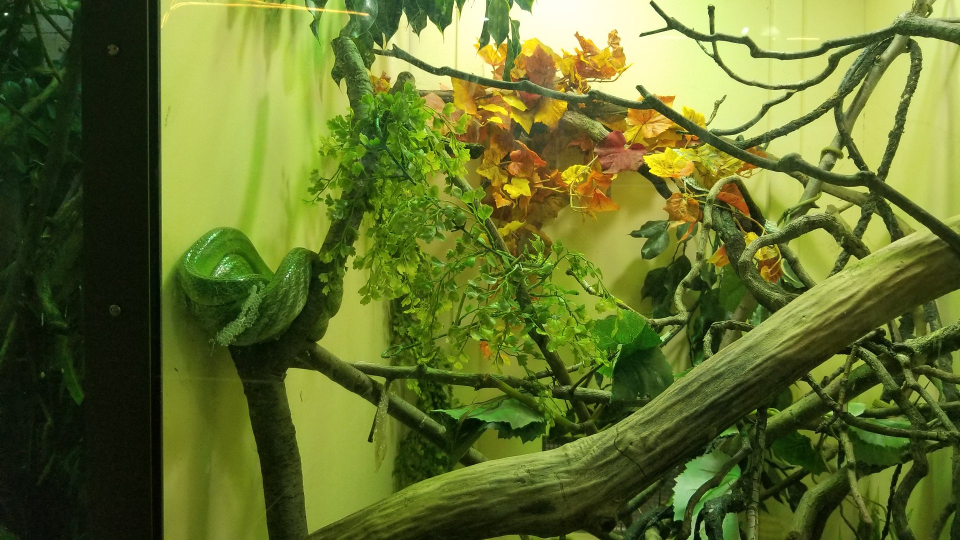 Staten Island Zoo - Red-tailed ratsnake, amboina box turtle