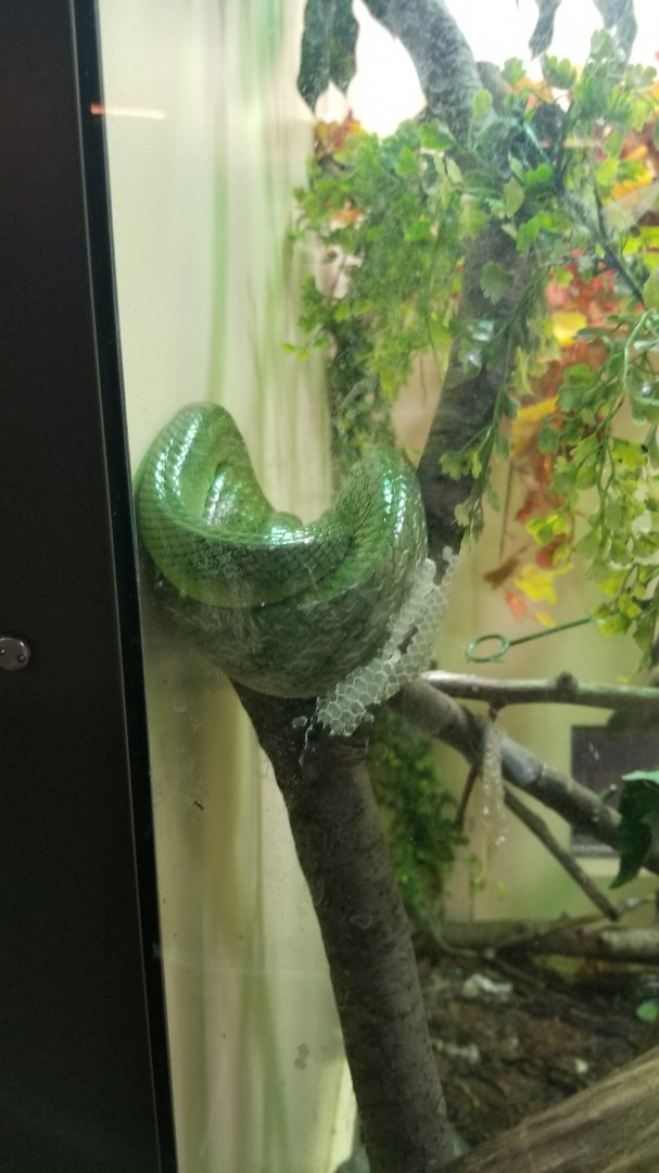 Staten Island Zoo - Red-tailed ratsnake