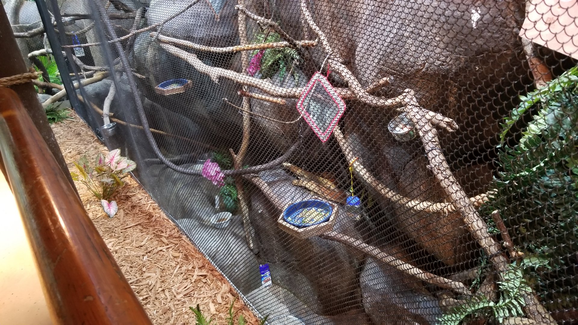 Staten Island Zoo - Reed titi, etc exhibit