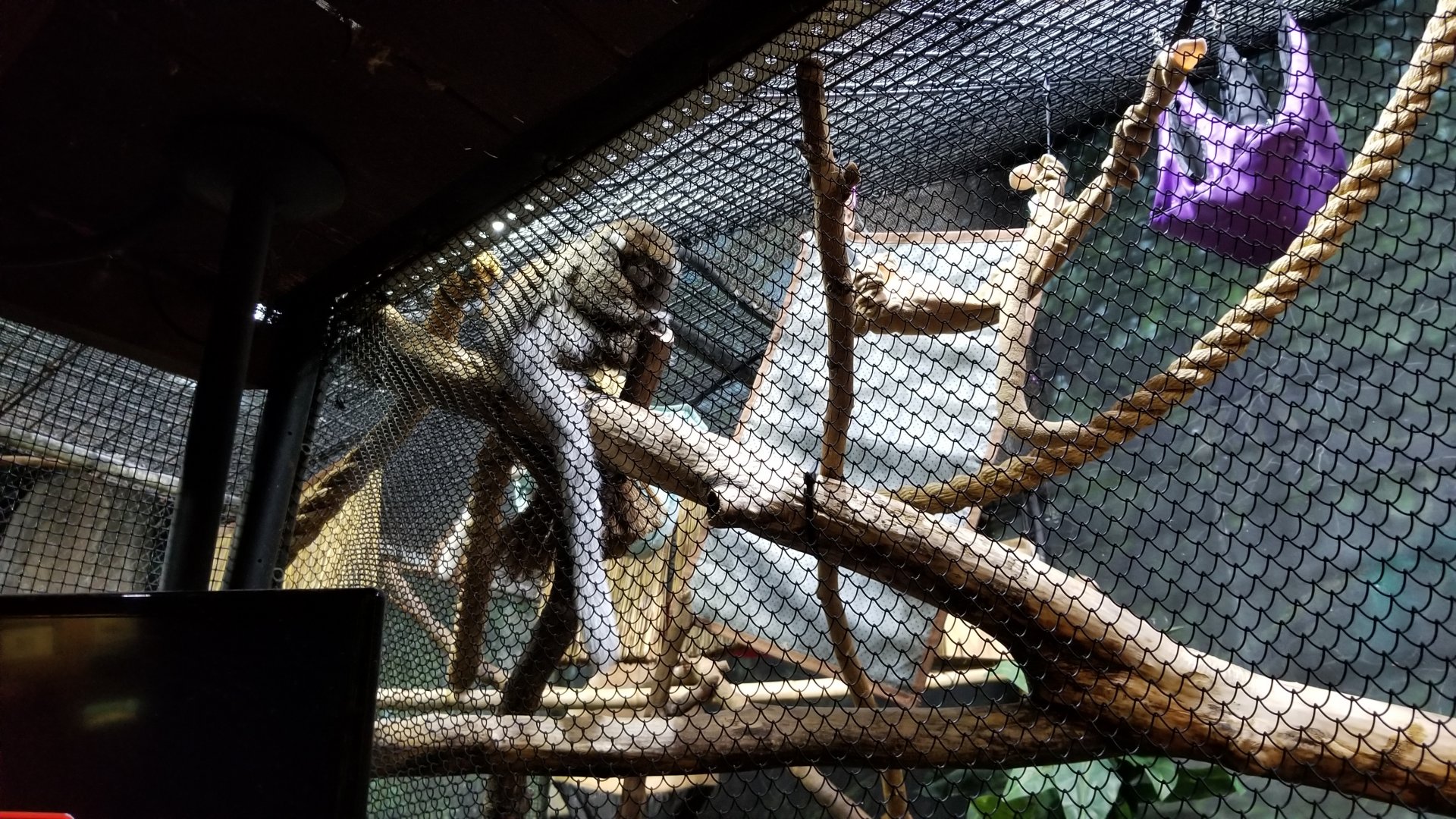 Staten Island Zoo - Reed titi