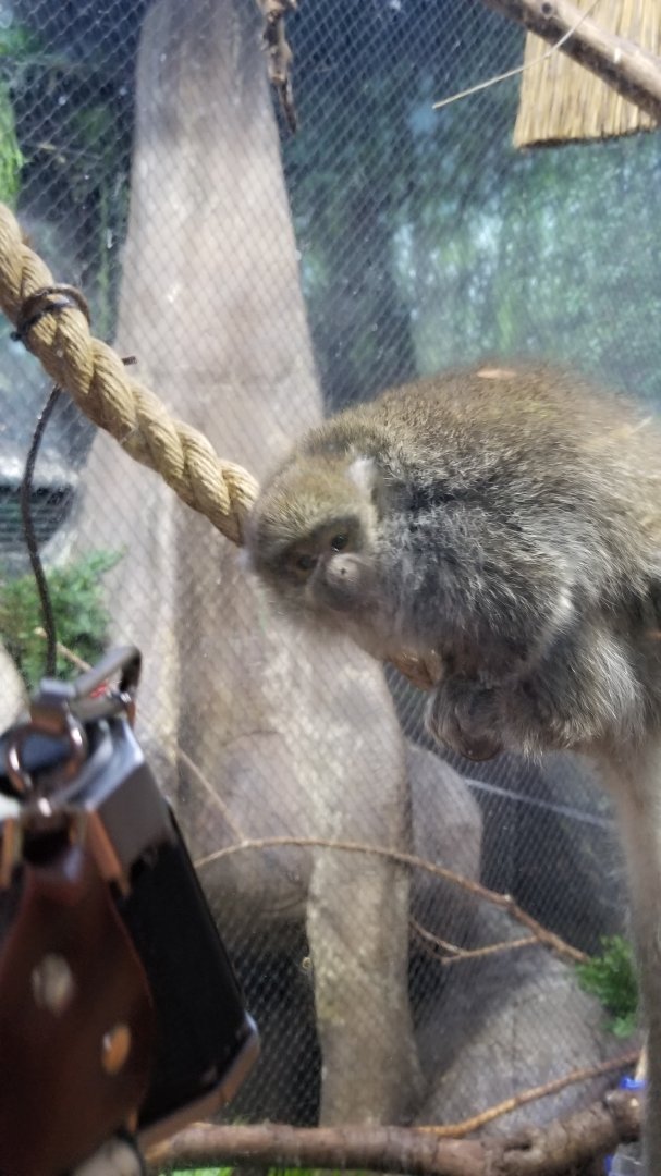 Staten Island Zoo - Reed titi