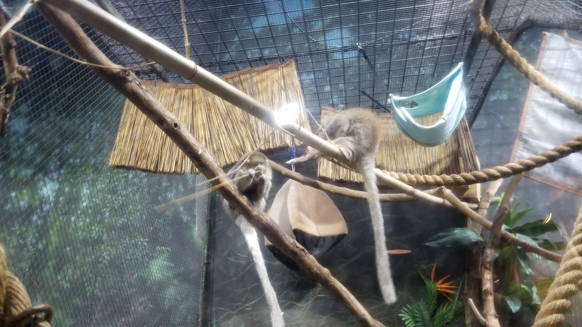 Staten Island Zoo - Reed titi