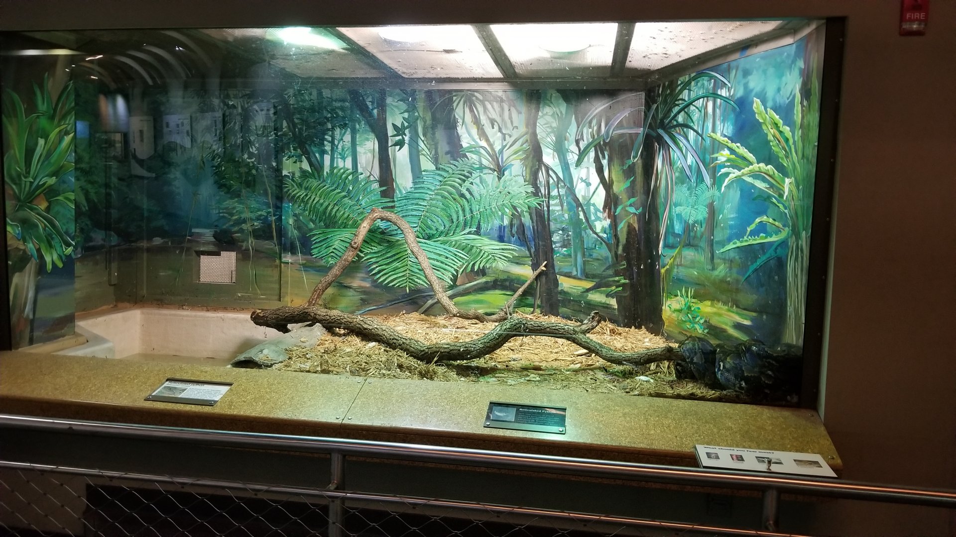 Staten Island Zoo - Reticulated python