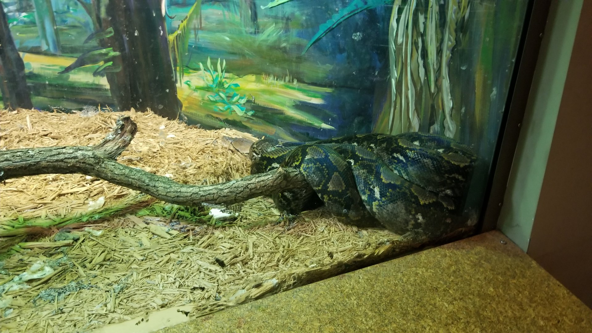 Staten Island Zoo - Reticulated python