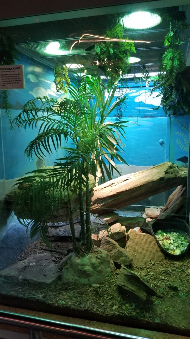 Staten Island Zoo - Rhinoceros iguana