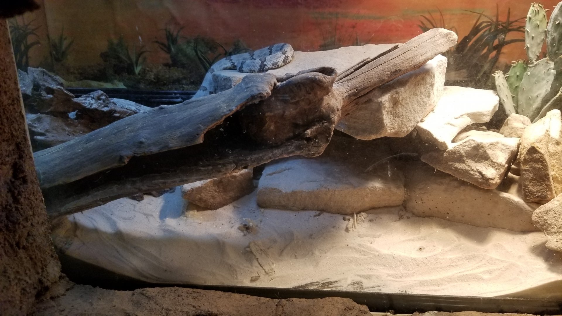 Staten Island Zoo - Rock rattlesnake