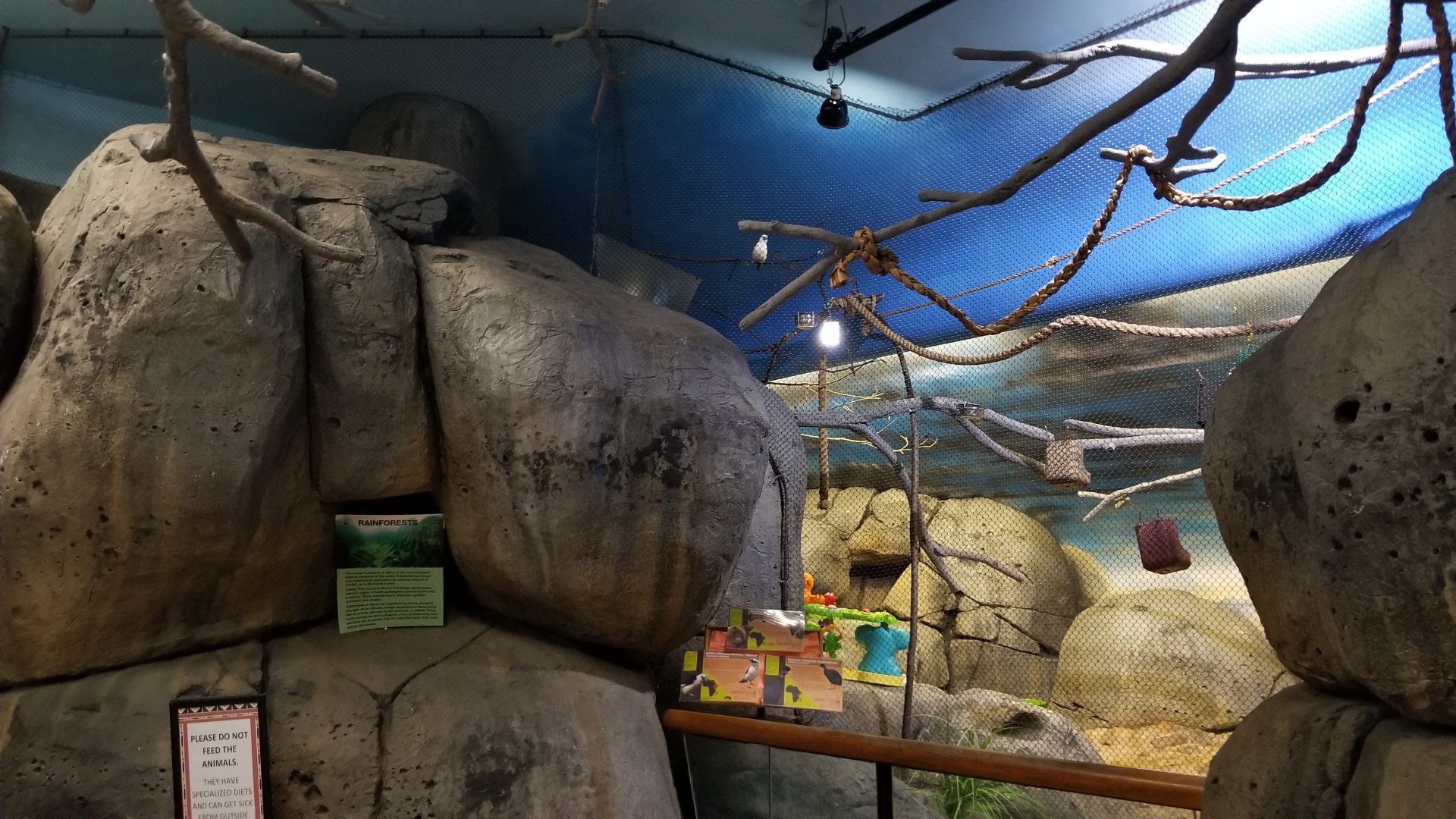 Staten Island Zoo - Rodrigues fruit bat, kenyan crested guineafowl, white-headed buffalo weaver