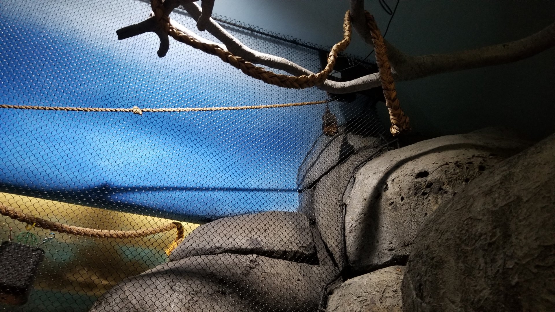 Staten Island Zoo - Rodrigues fruit bat