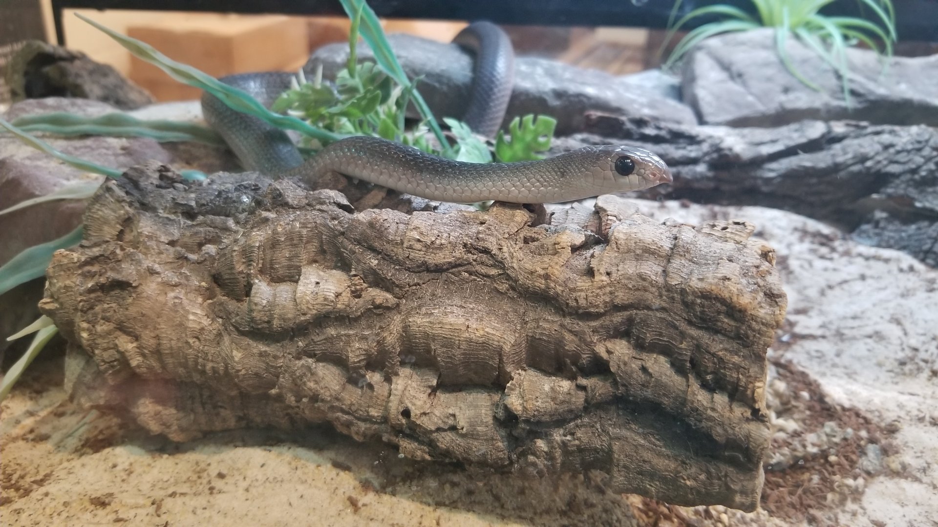 Staten Island Zoo - Rufous beaked snake, cutest beak ever