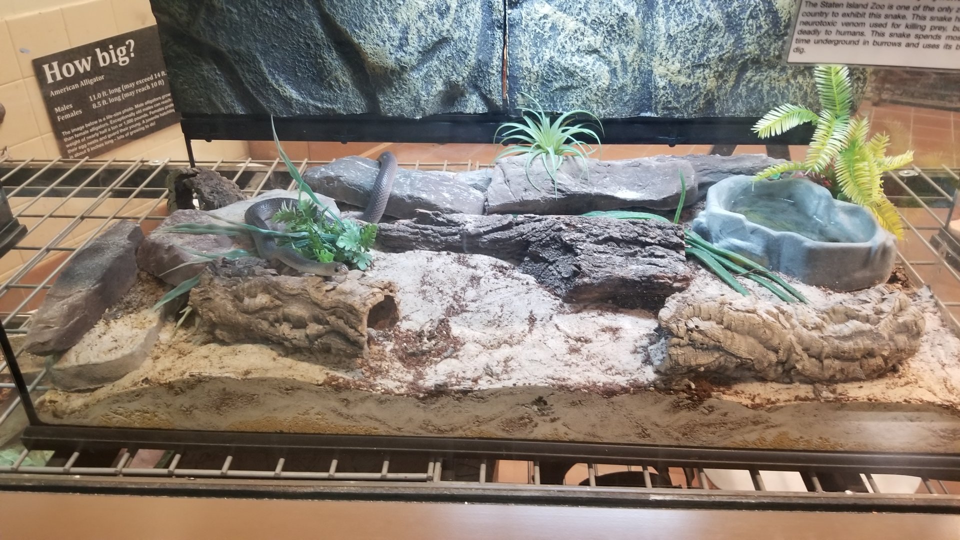 Staten Island Zoo - Rufous beaked snake