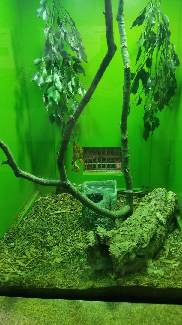 Staten Island Zoo - Samar cobra