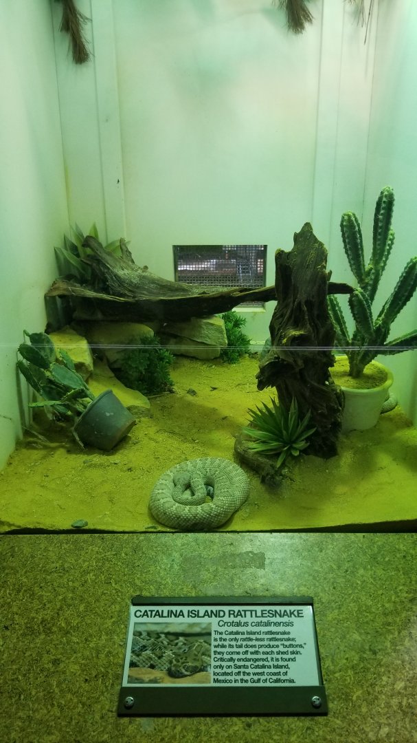 Staten Island Zoo - Santa catalina rattlesnake