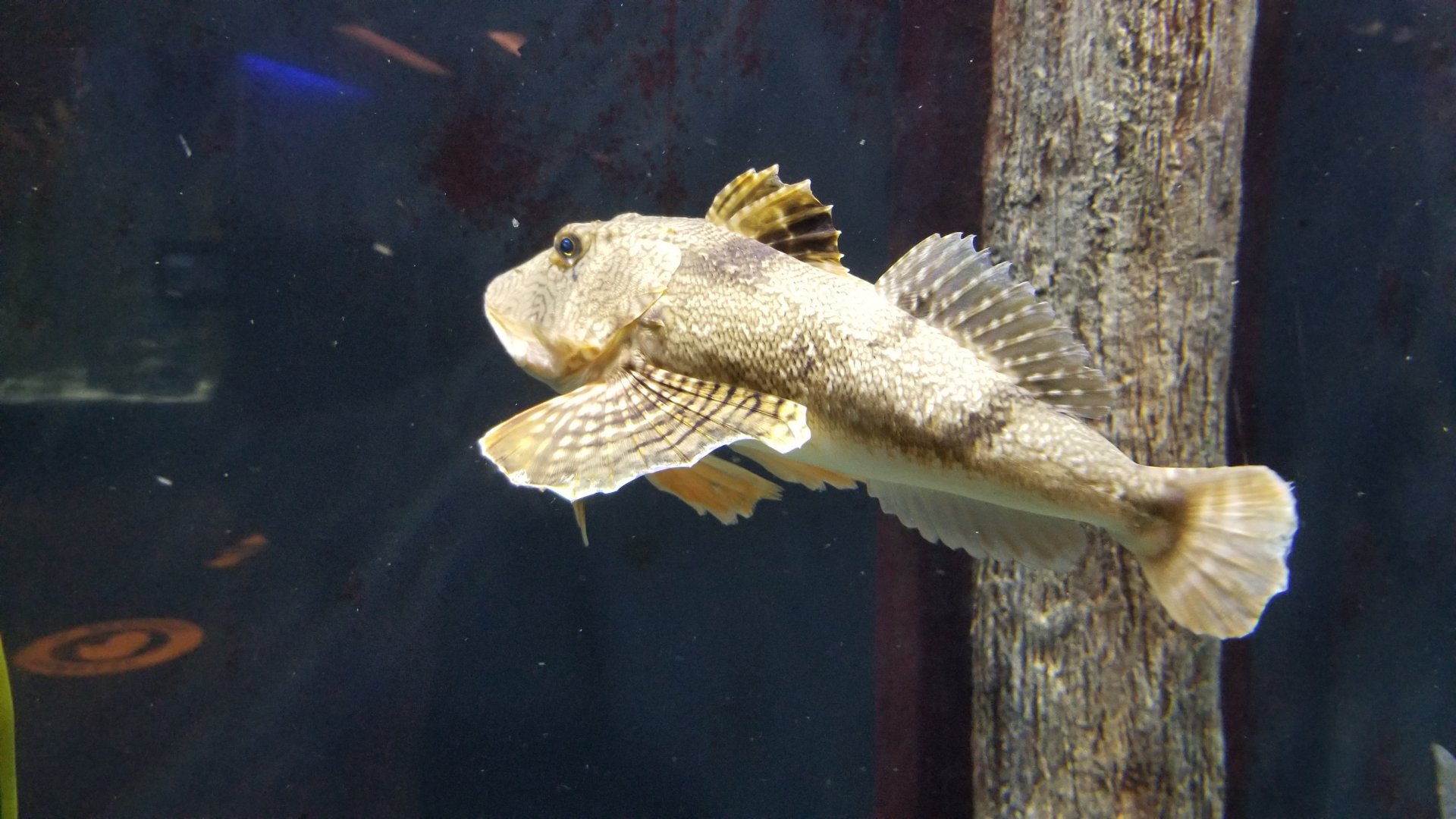Staten Island Zoo - Sea robin