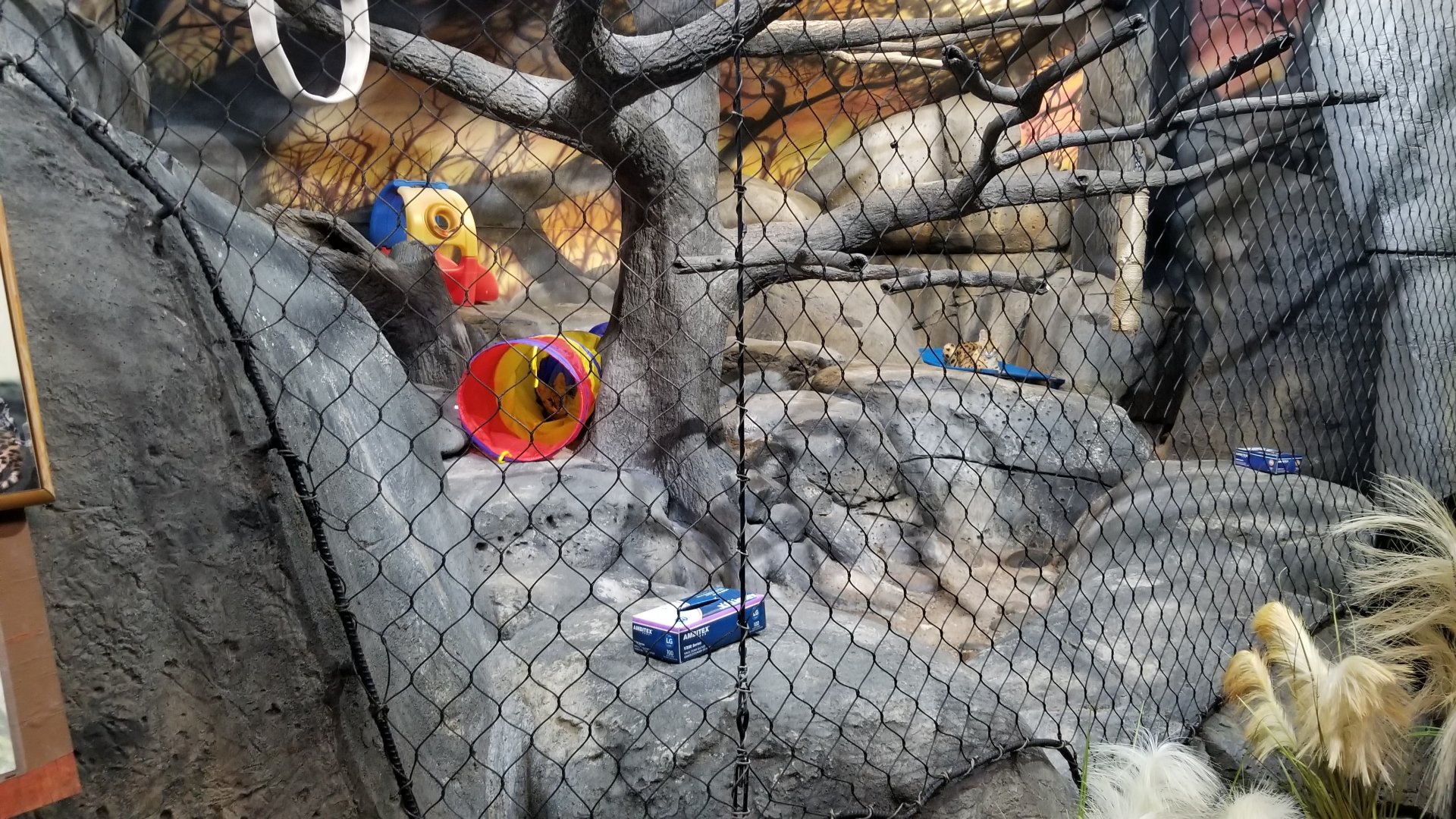 Staten Island Zoo - Servals