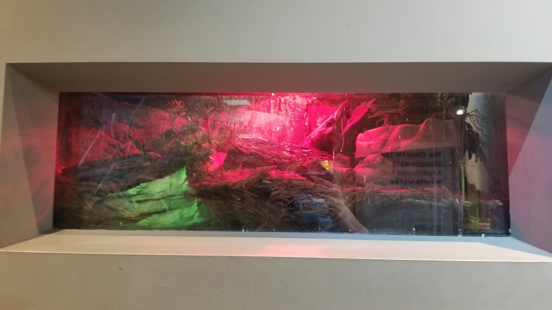 Staten Island Zoo - Sheltopusik