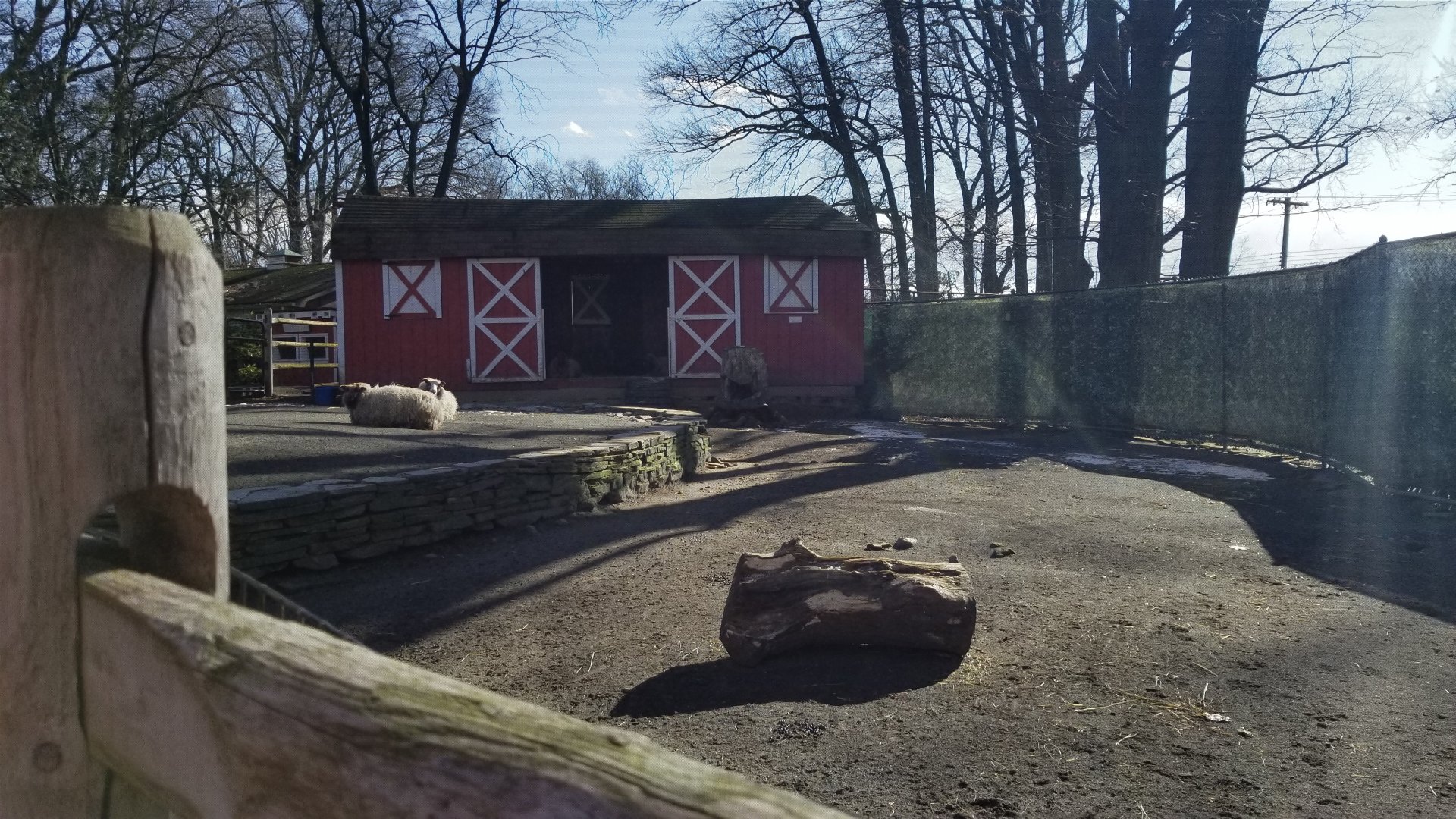 Staten Island Zoo - Shetland sheep