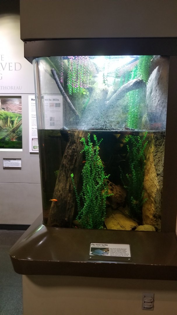 Staten Island Zoo - Signed as fly river turtles