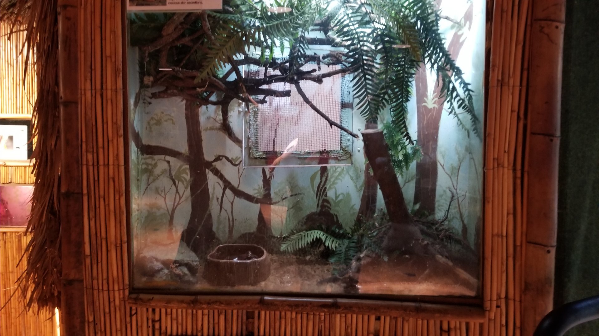 Staten Island Zoo - Smoky jungle frog