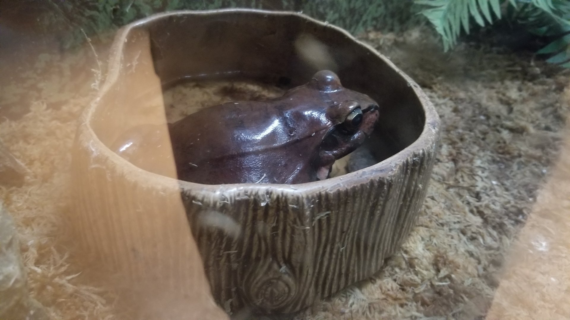 Staten Island Zoo - Smoky jungle frog
