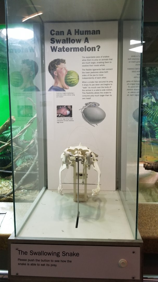 Staten Island Zoo - Snake skull