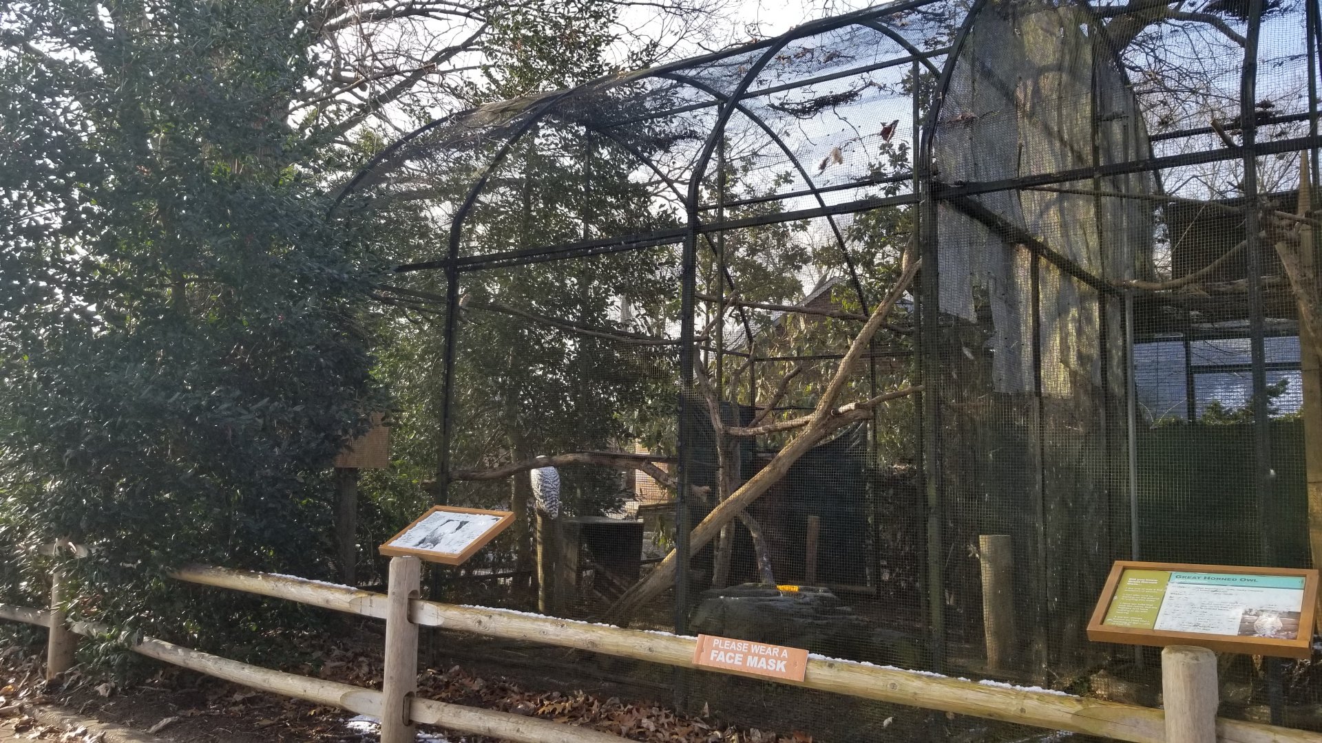 Staten Island Zoo - Snowy owl