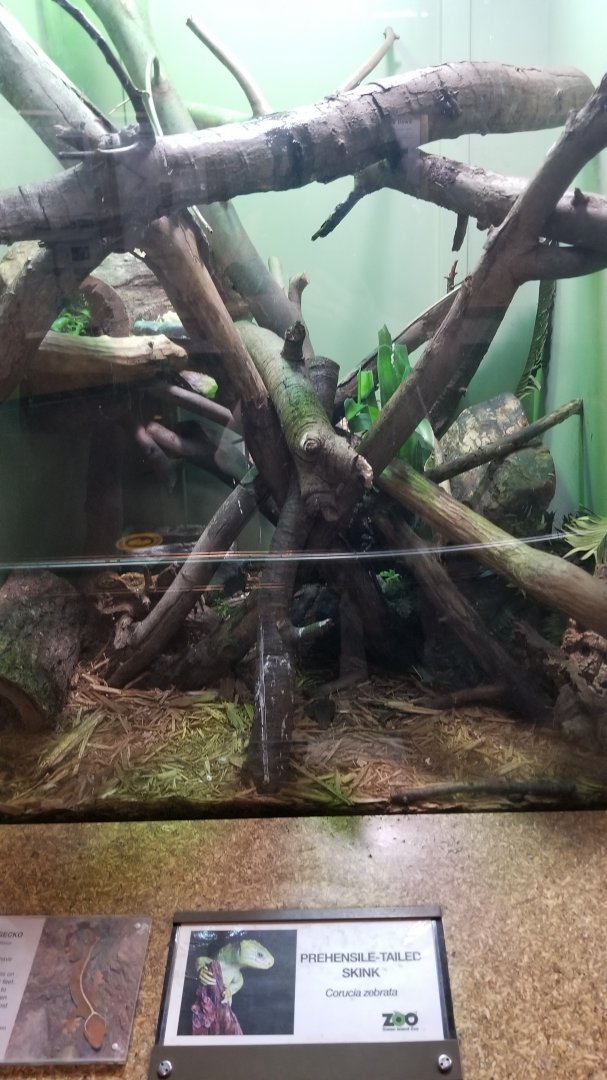 Staten Island Zoo - Solomon Islands skink