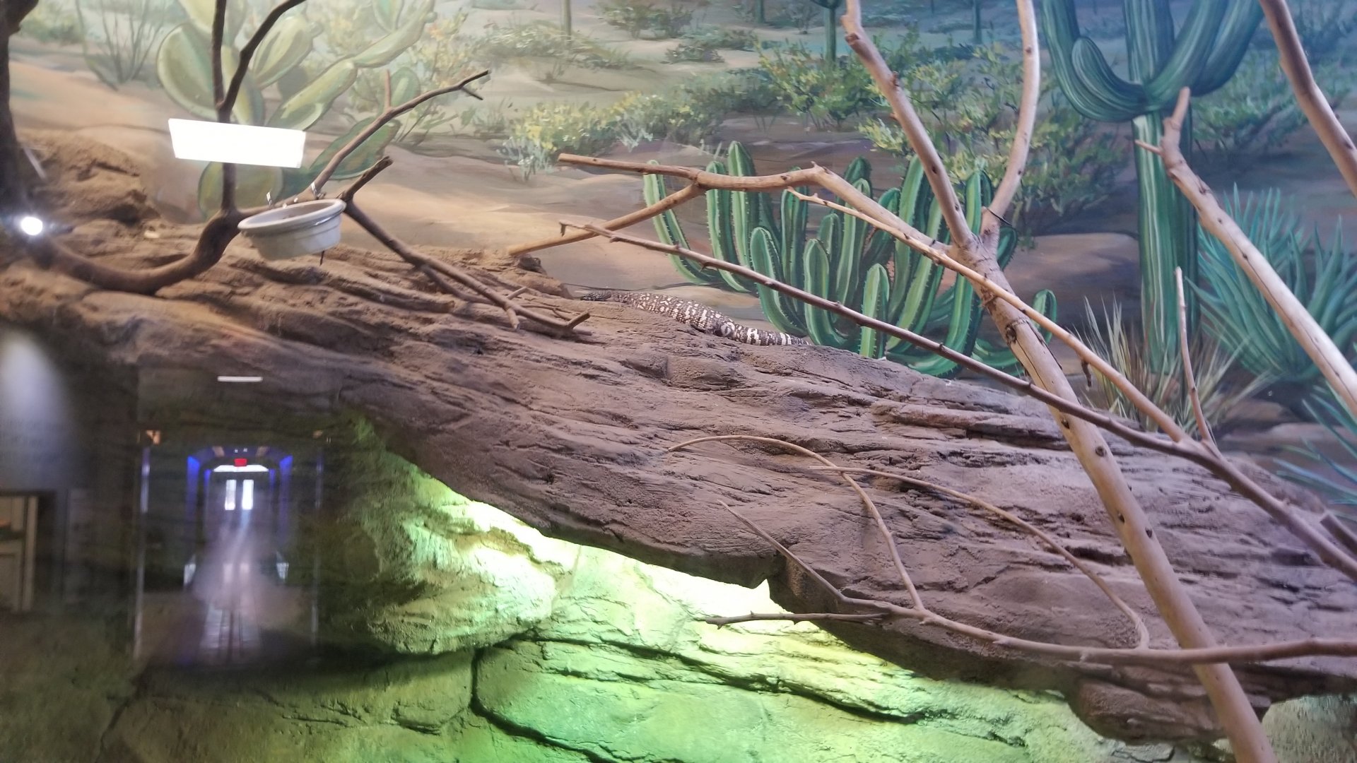 Staten Island Zoo - Sonoran Desert - Beaded lizard