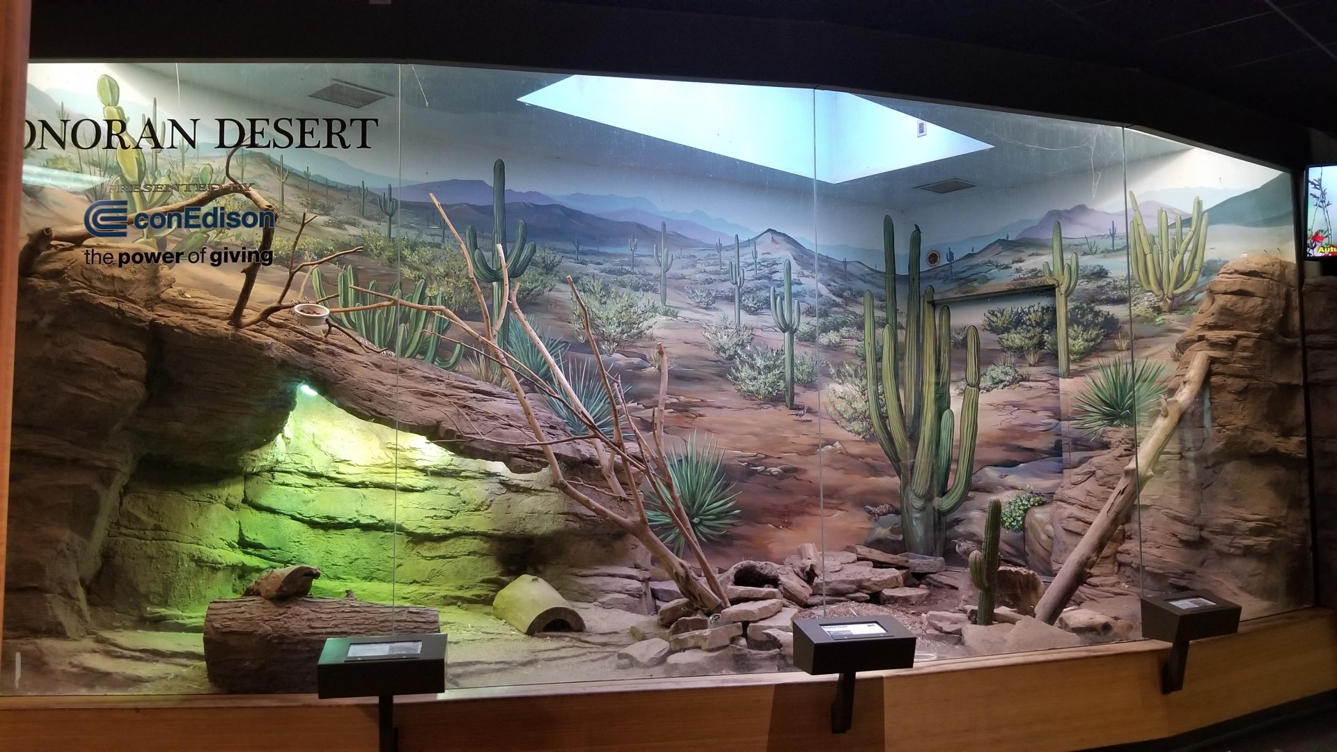 Staten Island Zoo - Sonoran Desert exhibit