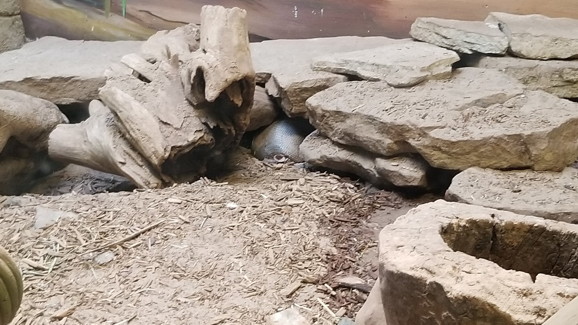 Staten Island Zoo - Sonoran Desert - Nine-banded armadillo