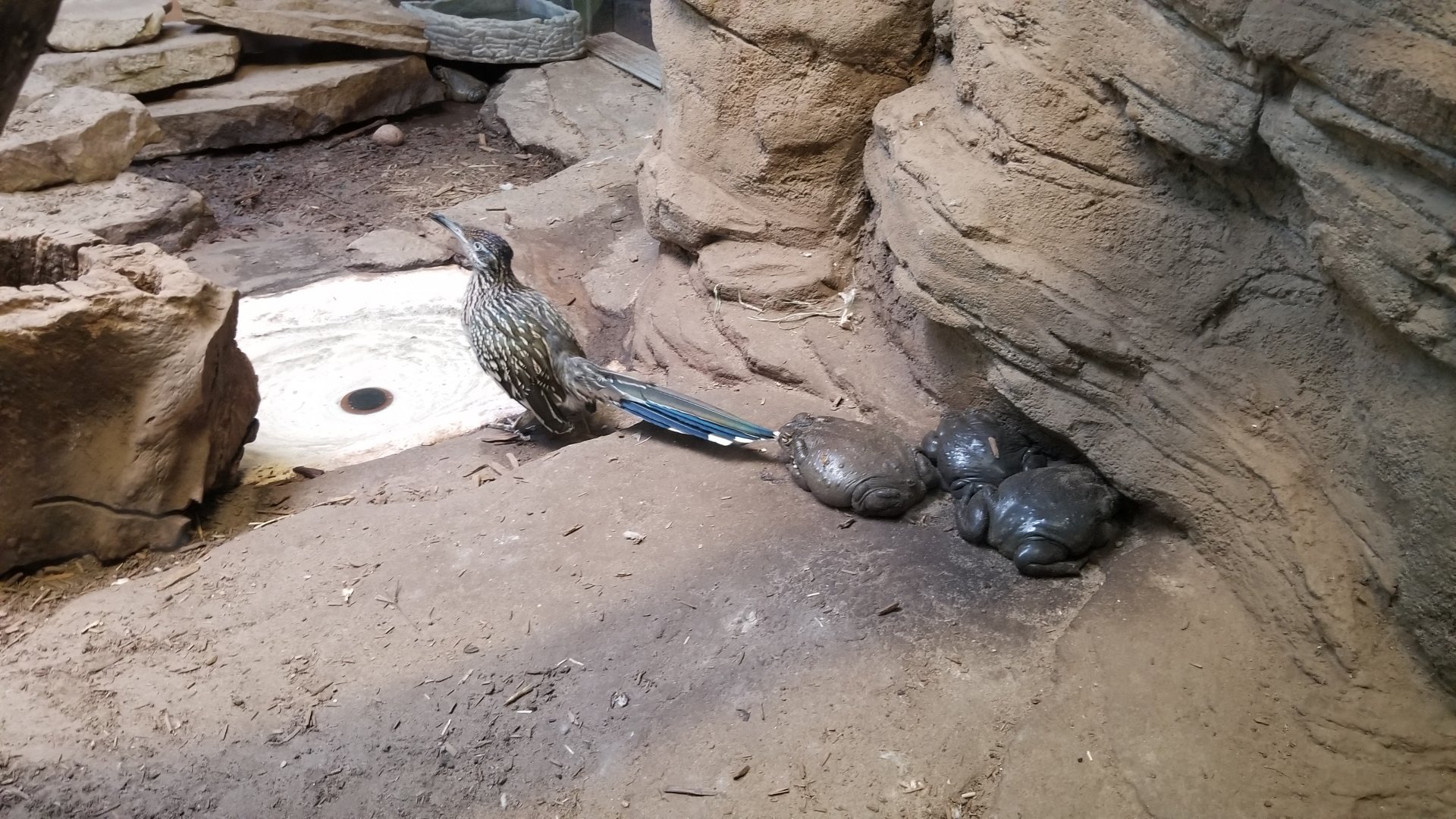 Staten Island Zoo - Sonoran Desert - Roadrunner, colorado river toad