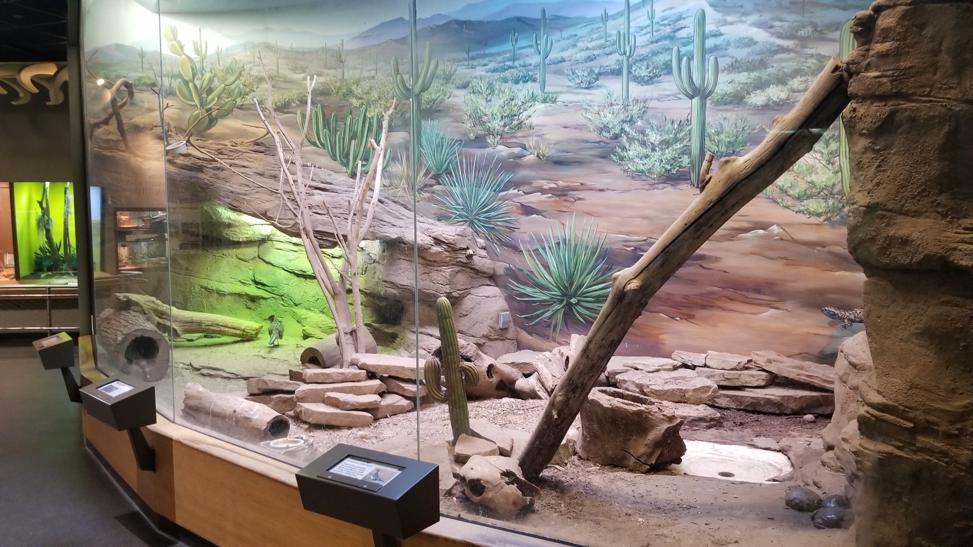 Staten Island Zoo - Sonoran Desert