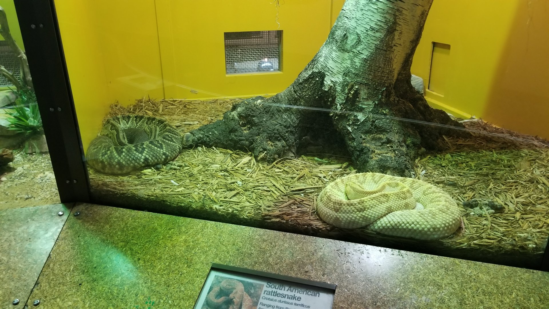 Staten Island Zoo - South American rattlesnakes