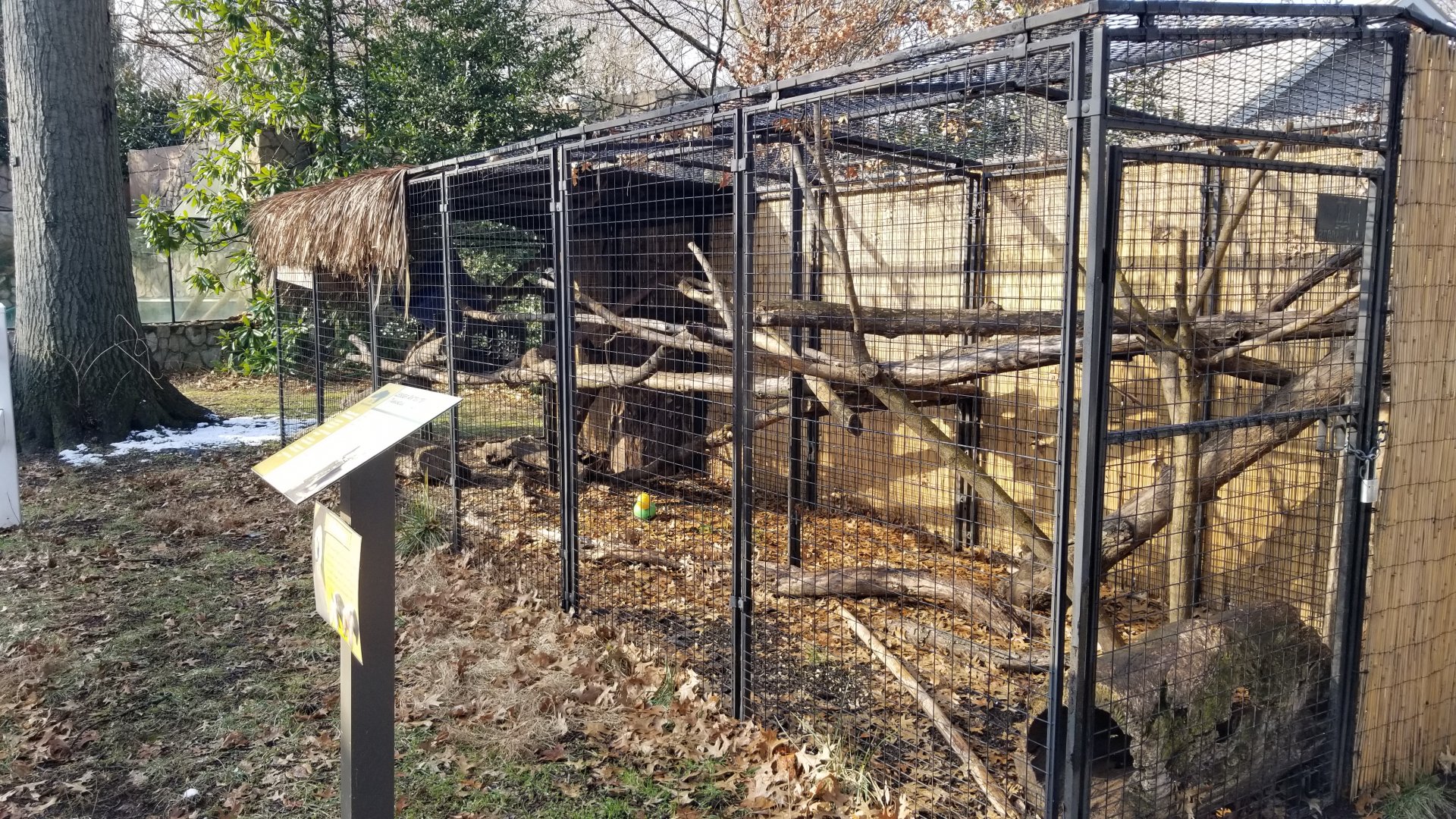 Staten Island Zoo - Southern tamandua