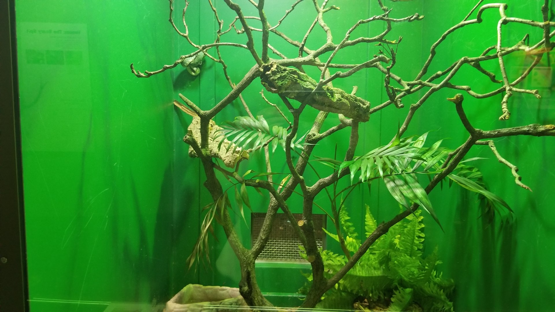 Staten Island Zoo - Sri Lankan pit viper