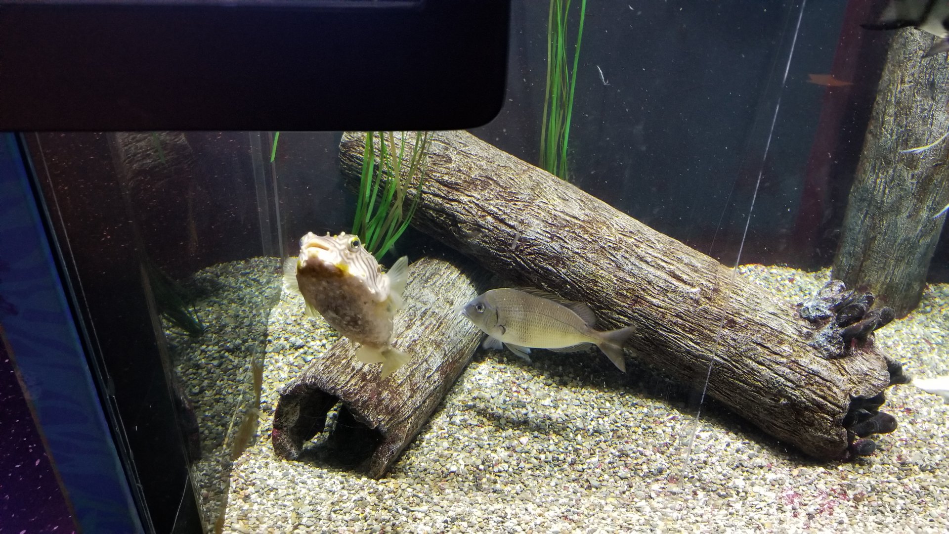 Staten Island Zoo - Striped burrfish, ? fish