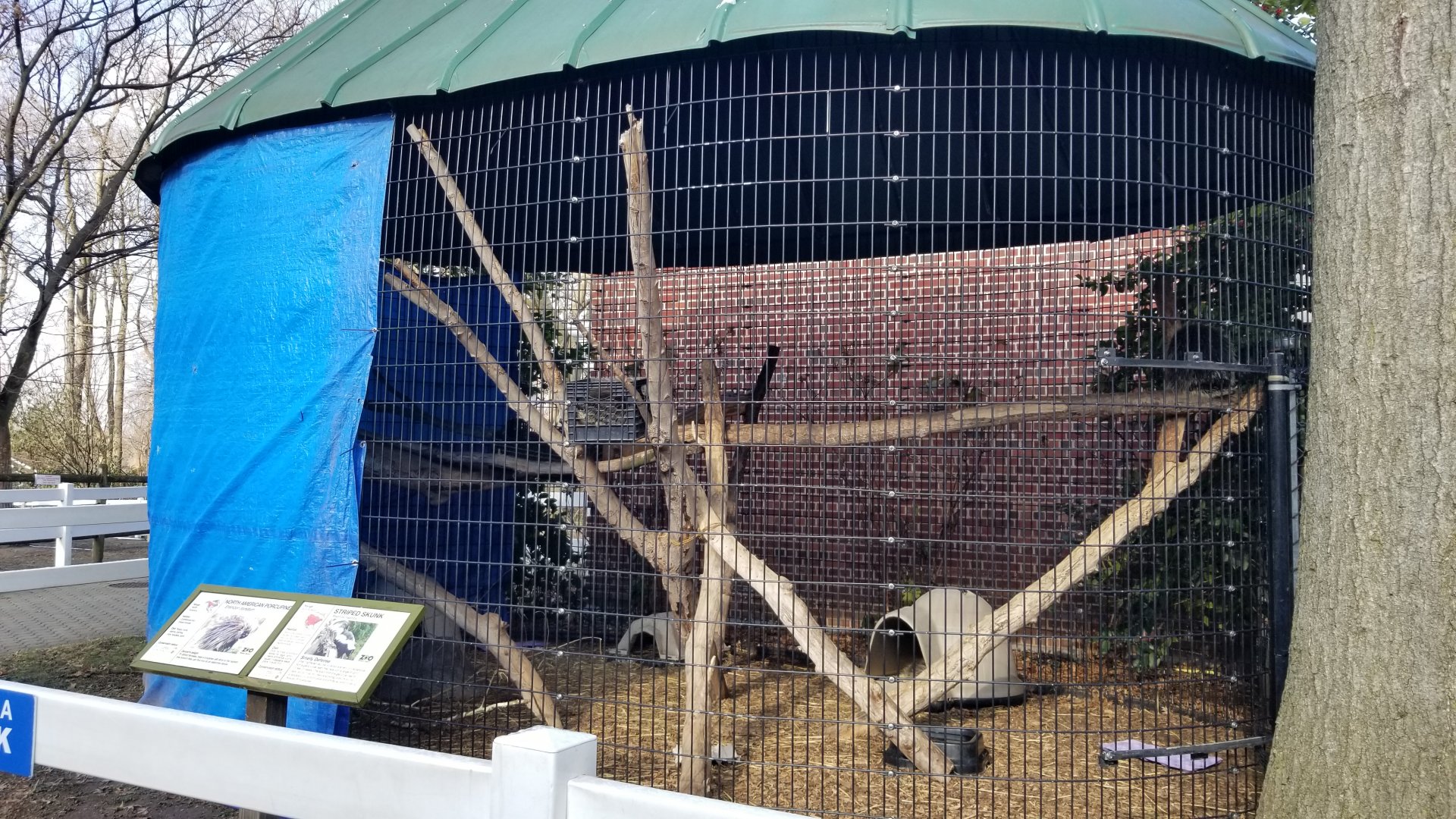Staten Island Zoo - Striped skunk, north american porcupine