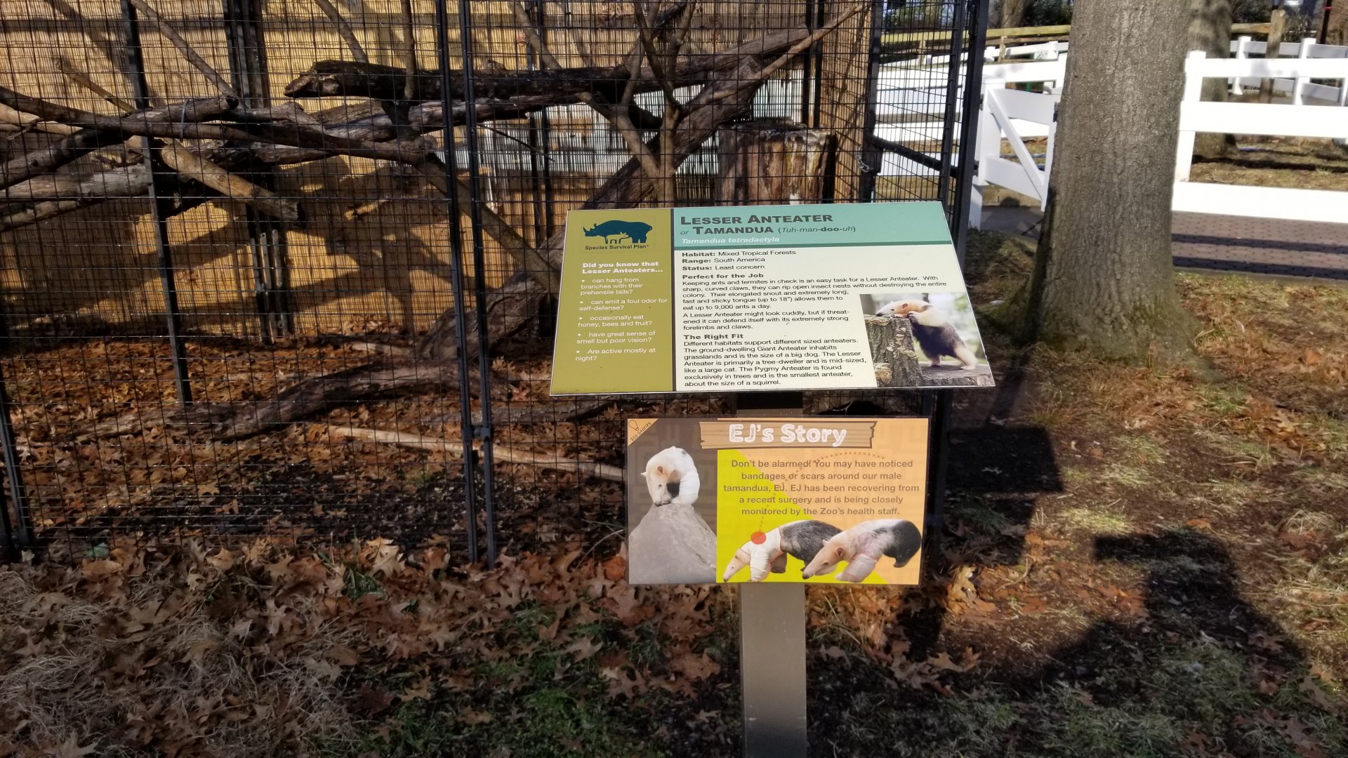 Staten Island Zoo - Tamandua sign