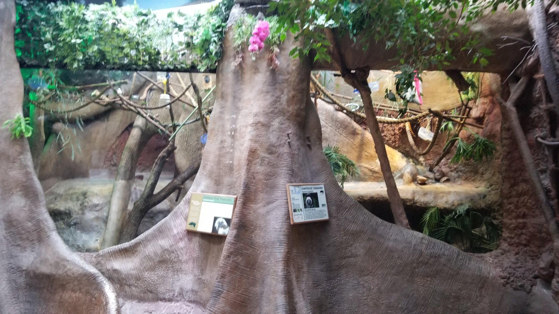 Staten Island Zoo - Tamarins